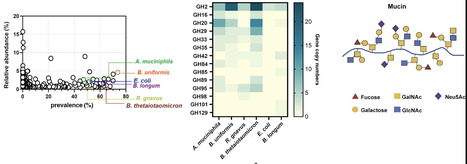Deciphering the in vitro mucin-driven interaction dynamics of a synthetic gut bacterial community | msph | RMH | Scoop.it
