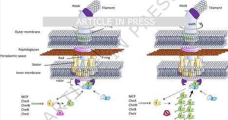 Altering chemotaxis as a strategy to enhance the foraging range of motility-restricted bacteria | ComB | RMH | Scoop.it