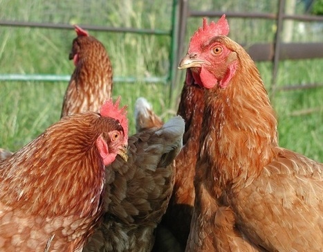 Essential Oils Might Be the New Antibiotics | Health Supreme | Scoop.it