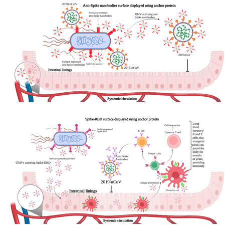 Engineered Bacteria Can Deliver Antiviral Therapies and Vaccines | Virus World | Scoop.it