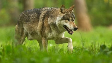 Deux loups abattus en Savoie apr&egrave;s des attaques de troupeaux - France 3 Auvergne-Rh&ocirc;ne-Alpes | Biodiversit&eacute; | Scoop.it