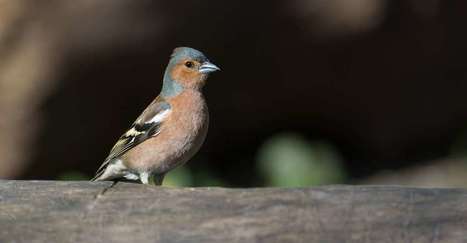 Nourrir les oiseaux aurait un impact sur leur évolution | Les oiseaux au gré du vent | Scoop.it