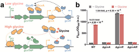 Design and construction of a novel transcription factor-based glycine biosensor for directed enzyme evolution in Escherichia coli | RMH | Scoop.it
