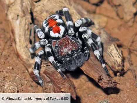 En Iran, une nouvelle esp&egrave;ce d'araign&eacute;e nomm&eacute;e d'apr&egrave;s le Joker de Joaquin Phoenix | EntomoNews | Scoop.it