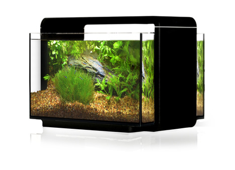 Desktop Fish Tank Aquarium In Sr Aquaristik Scoop It