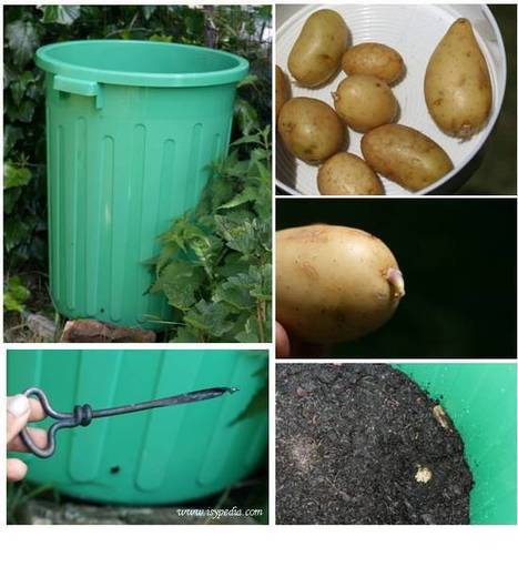 Esperimento: coltivare le patate nel bidone | Orto, Giardino, Frutteto, Piante Innovative e Antiche Varietà | Scoop.it
