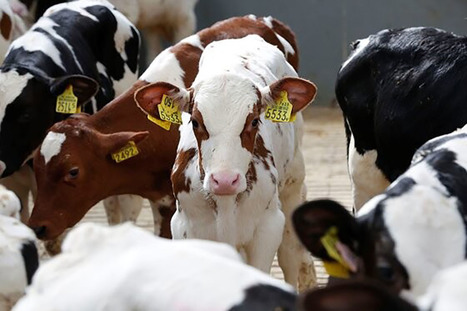 Calf housing: Necessary improvements to boost productivity | Actualités de l'élevage | Scoop.it