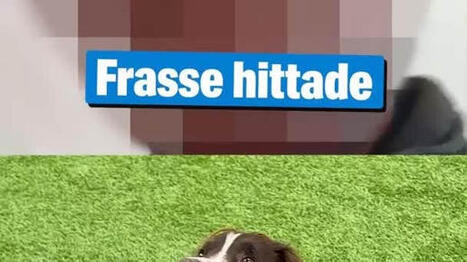 Frasse hittade sperman &ndash; nu utvisas mannen | A1Uutiset | Scoop.it