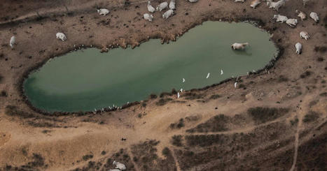 DEFORESTATION : European supermarkets stop selling Brazil beef over deforestation links | AM&Eacute;RIQUES | Scoop.it