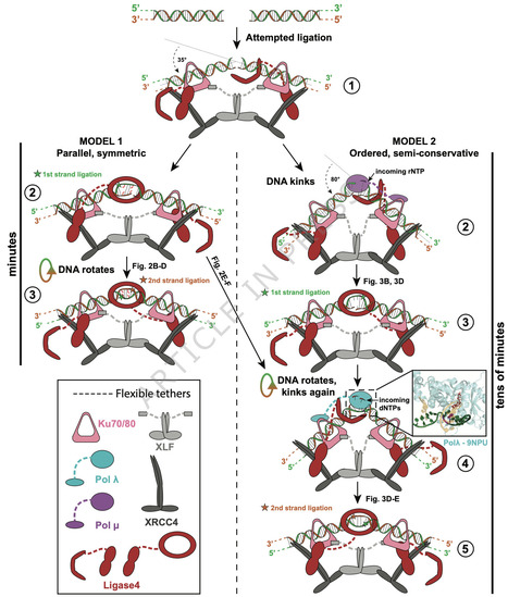 Nonhomologous end-joining uses distinct mechanisms to repair each strand of a double strand break | Ncm | RMH | Scoop.it