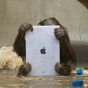 Apps for Apes: Orangutans using iPads to paint and video chat with other apes | Science News | Scoop.it