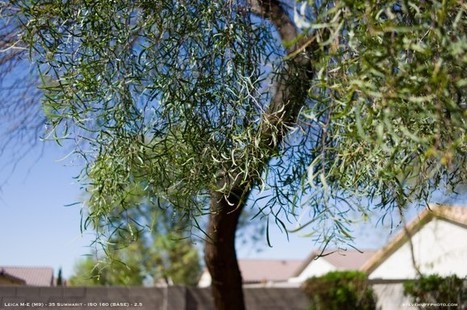 The Leica M 240 Real World Camera Review 2013 by Steve Huff | Fujifilm X Series APS C sensor camera | Scoop.it