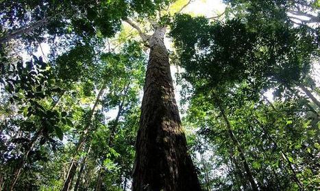 Tallest tree found in the Amazon rainforest stands at 290-feet | Daily | RAINFOREST EXPLORER | Scoop.it