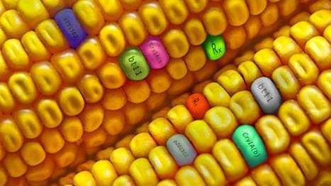 USDA confirms it won't regulate CRISPR gene-edited plants like it does GMOs | Longevity science | Scoop.it