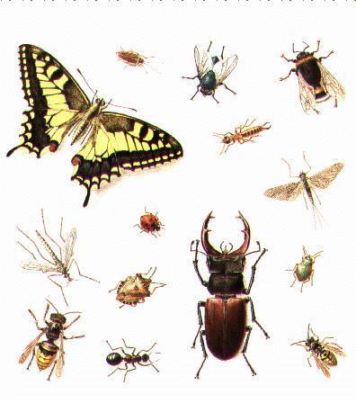 Ecobase 21 - L'Encyclopédie du Développement Durable : Insectes | Insect Archive | Scoop.it