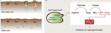 Unraveling the role of urea hydrolysis in salt stress response during seed germination and seedling growth in Arabidopsis thaliana | RMH | Scoop.it