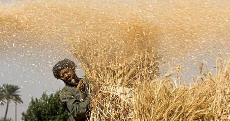 EGYPT looks further afield for wheat | MED-Amin network | Scoop.it