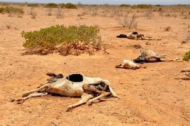 L'agriculture mondiale va être durement affectée par le changement climatique | Toxique, soyons vigilant ! | Scoop.it