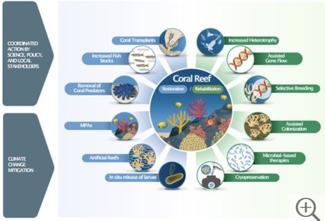 Atténuer l'effondrement écologique des écosystèmes coralliens - Centre scientifique de Monaco | Biodiversité | Scoop.it