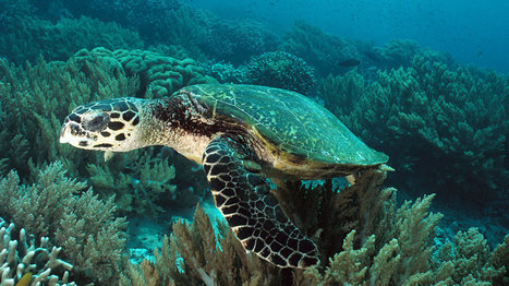 Old Nuclear Fallout Proves Useful for Sea Turtle Clues | Coastal Restoration | Scoop.it