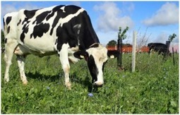 La fertilité des vaches laitières s'améliore | Lait de Normandie... et d'ailleurs | Scoop.it