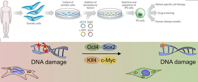 Cellular reprogramming turns back the aging clo...