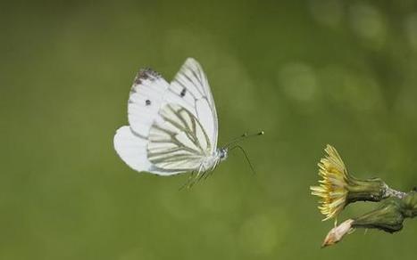 Plus de prairies, plus de papillons ! Vigie Nature | Biodiversité | Scoop.it