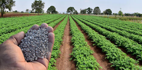 Peut-on se passer d&rsquo;engrais phosphat&eacute;s&nbsp;? | Plan&egrave;te DDurable | Scoop.it