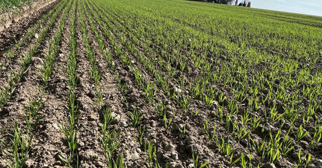 Yield outlook remains cautiously positive - European Commission | MED-Amin network | Scoop.it