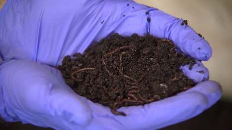 Central Florida startup transforms plastic bags into farm fertilizer using worms | Industry 411 - Waste Management | Scoop.it
