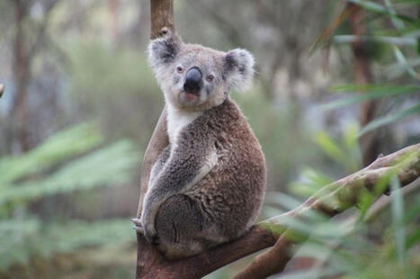 Koala Chlamydia Vaccine Advances Human Health Research | Medical Xpress posted on the topic | Immunology and Biotherapies | Scoop.it