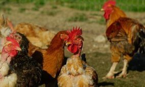 Grippe aviaire : confinement des oiseaux captifs détenus par les particuliers - Préfecture des Hautes-Pyrénées | Vallées d'Aure & Louron - Pyrénées | Scoop.it