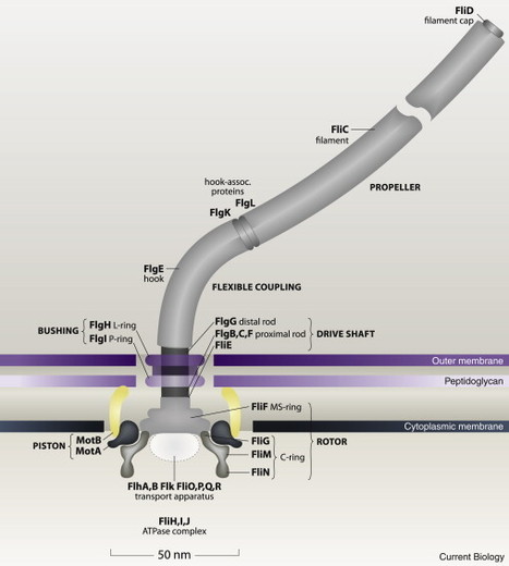 Bacterial flagellar motor | RMH | Scoop.it