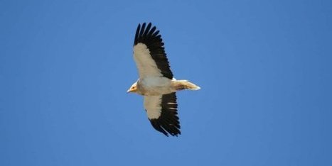 Parc national : les grands rapaces sous étroite surveillance | Vallées d'Aure & Louron - Pyrénées | Scoop.it