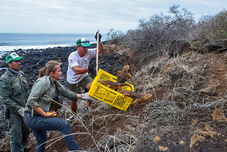 More than 1,400 Land Iguanas Reintroduced to Santiago Island | Galapagos | Scoop.it