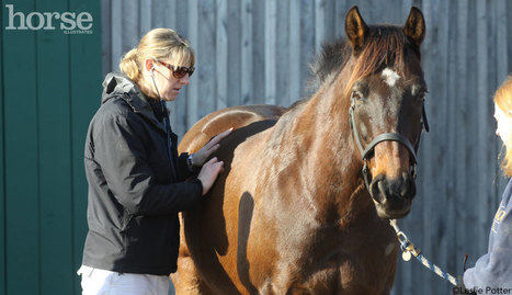 Study Examines Empathy in the Veterinary Profession | Empathy and Animals | Scoop.it