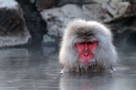 Snow Monkey Taking Bath in Hot Spring Water by skyearth mufc | My Photo | Scoop.it