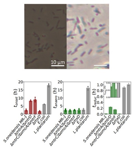 Modifier des surfaces solides, le quotidien de bact&eacute;ries ! | Life Sciences Universit&eacute; Paris-Saclay | Scoop.it