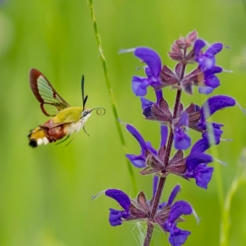[INP-Ecolab] Une analyse approfondie remet en cause des r&eacute;sultats r&eacute;cents relativisant le d&eacute;clin des insectes | Publications scientifiques | Scoop.it