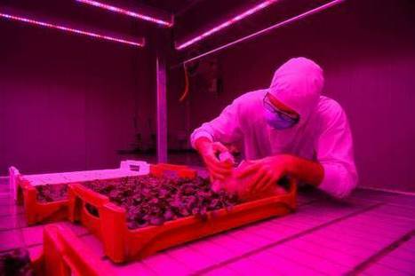 AG-TECH: Comment des salades poussent sans terre, sans pesticides et avec dix fois moins d'eau  | INNOVATIONS | Scoop.it
