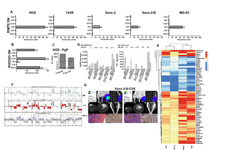 D&eacute;veloppement des mod&egrave;les d'ost&eacute;osarcome humain r&eacute;sistant &aacute; chimioth&eacute;rapie pour une meilleure compr&eacute;hension de cette maladie | Life Sciences Universit&eacute; Paris-Saclay | Scoop.it