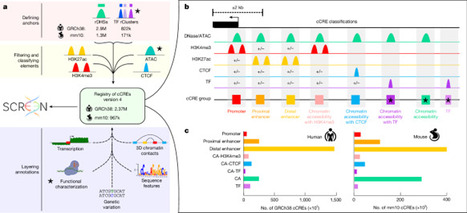 An expanded registry of candidate cis-regulatory elements | nat | RMH | Scoop.it