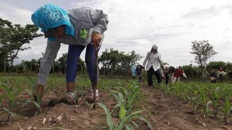 Salvadoran farmers successfully oppose the use of Monsanto seeds | Questions de développement ... | Scoop.it