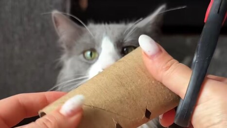 Pet owner shares clever hack using old toilet paper rolls: 'Nice idea' | Industry 411 - Waste Management | Scoop.it