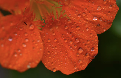 DURABILITES : Et si la ros&eacute;e d&eacute;clenchait la floraison pr&eacute;coce des plantes ?&nbsp; | DURABILITES | Scoop.it