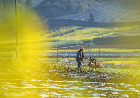 Photos Chine : labours de printemps — Chine Informations | Kunming-Yunnan | Scoop.it