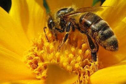 Que vont devenir les hommes sans les abeilles? | Economie Responsable et Consommation Collaborative | Scoop.it