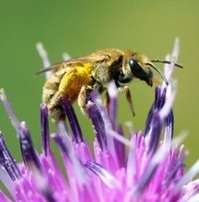 Biodiversité : où sont les pollinisateurs ? Le programme de sciences participatives SPIPOLL apporte une première réponse | EntomoNews | Scoop.it