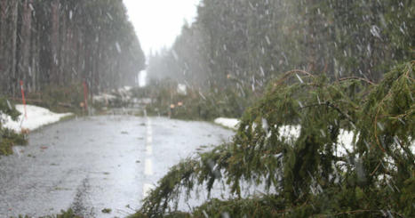 Haute-Loire. Pr&egrave;s de 1&nbsp;200 arbres tomb&eacute;s dans les for&ecirc;ts priv&eacute;es apr&egrave;s la temp&ecirc;te Monica | Mon Scoop.it du week-end | Scoop.it