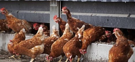 Grippe aviaire : un premier cas détecté en France, 200 poules abattues | Toxique, soyons vigilant ! | Scoop.it